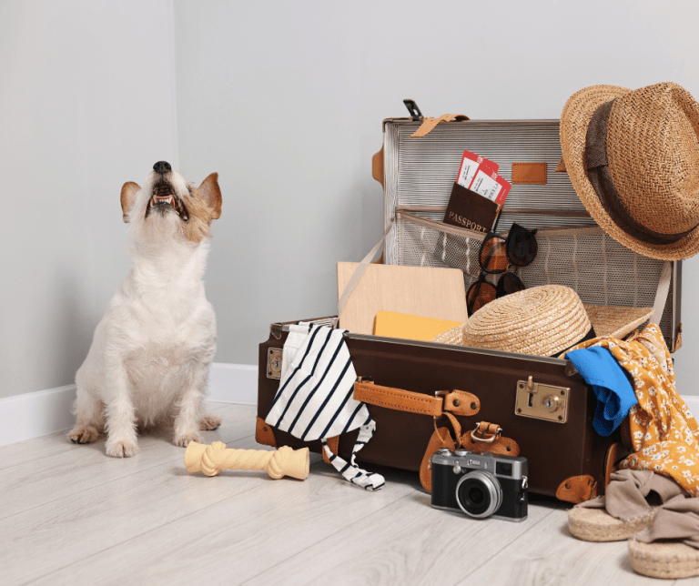 Ultimate Pet-Friendly Getaways and Tips for Traveling with Your Furry Friends