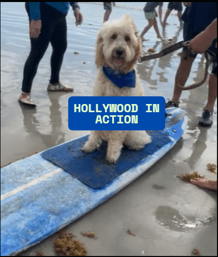 Hollywood the Goldendoodle sitting on a surfboard at a Cocoa Beach dog surfing event