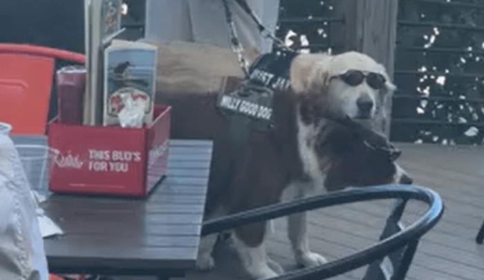 Dogs gathering at Cocoa Beach Fish Camp Grill during dog surfing festival weekend